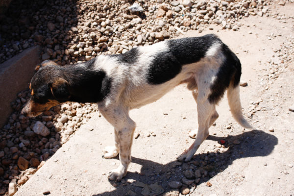 It's a sad sight, but the people of the area are poor and as a result, dogs like this can be seen in the area. 